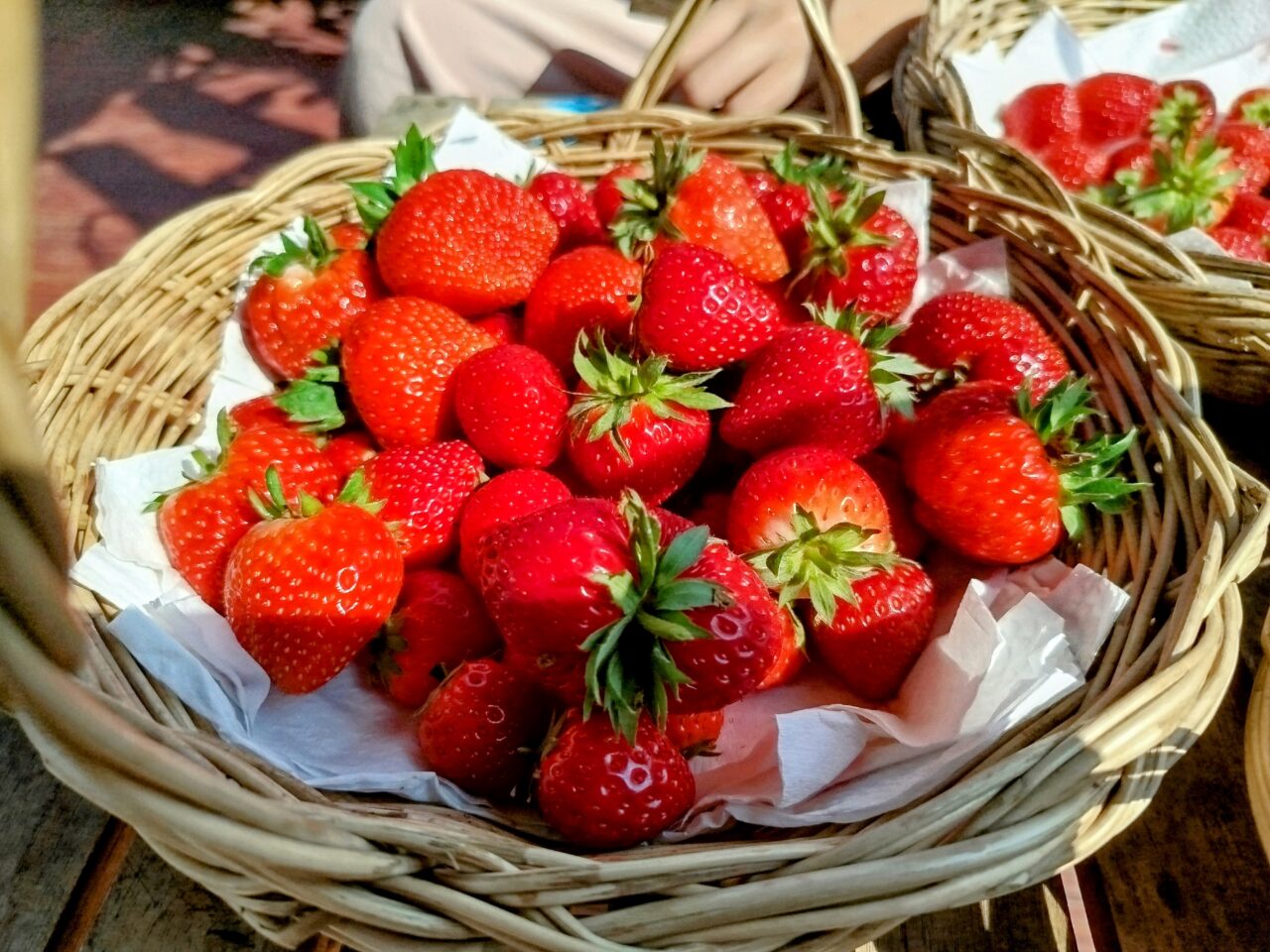 StrawberryPicking-摘みたていちご